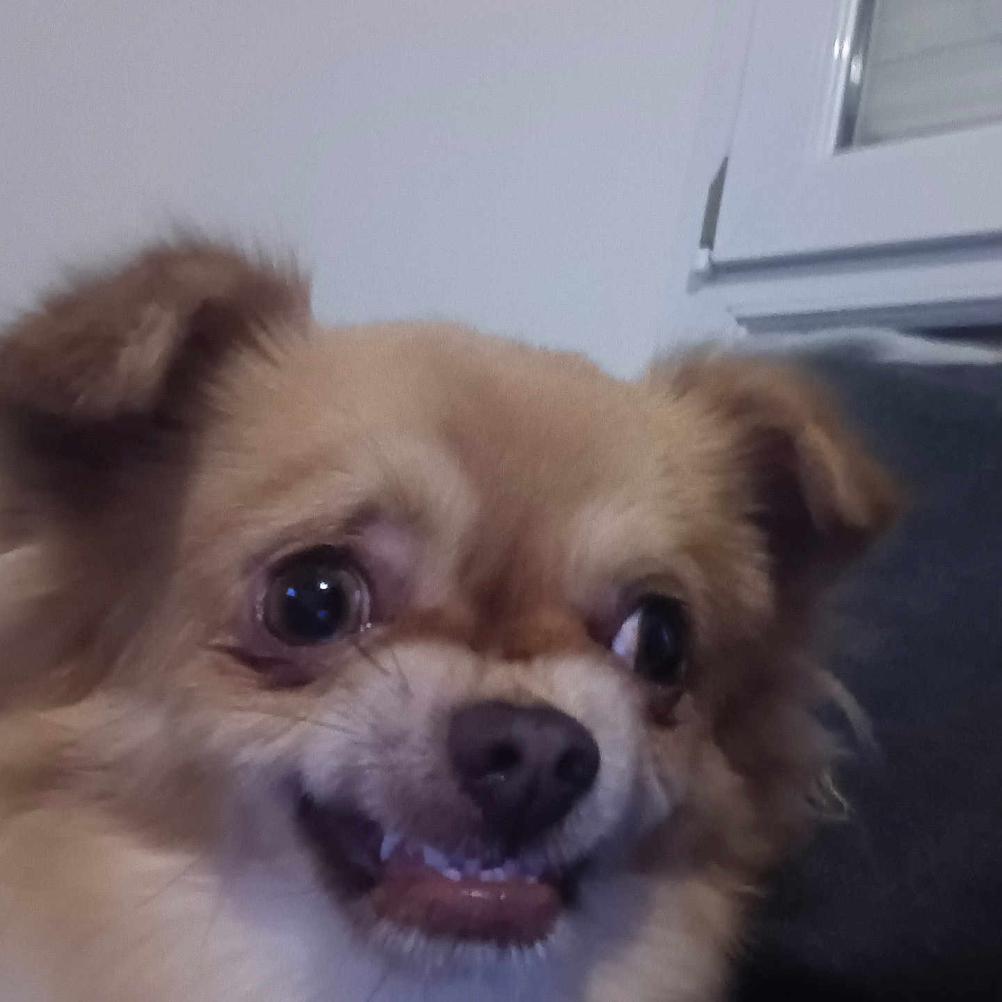 Pitoute participe au concours pour gagner de l'argent avec cette photo : dog, puppy, fluffy, small_dog, brown_and_white, portrait, close_up, face, eyes, nose, tongue, ears, fur, cute, indoors, couch, window, pet, looking_at_camera, funny_expression