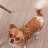 Pitoute a rejoint le concours — aidez-le/la à gagner de superbes lots ! dog, small_dog, wet_fur, fluffy, orange_and_white, long_hair, puppy, pet, animal, standing, looking_up, large_eyes, black_nose, white_paws, indoors, wood_floor, table_leg, portrait, cute, companionship