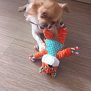 Pitoute participe au concours pour gagner de l'argent avec cette photo : dog, puppy, small_dog, fluffy, brown_and_white, pet, animal, toy, rope_toy, chewing, playing, indoors, wooden_floor, home, portrait, looking_at_camera, sitting, lying_down, colorful, cute