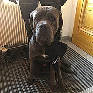 Dodge participe au concours pour gagner de l'argent avec cette photo : american_pit_bull_terrier, bandog, cane_corso, canidae, carnivore, companion_dog, dog, dog_breed, fawn, guard_dog, mammal, molosser, non_sporting_group, pit_bull, snout, sporting_group, vertebrate