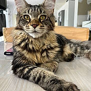 Audie participe au concours pour gagner de l'argent avec cette photo : cat, tabby, feline, pet, indoor, fur, whiskers, ears, eyes, paws, floor, relaxed, looking, animal, mammal, home, domestic, cute, portrait, close_up