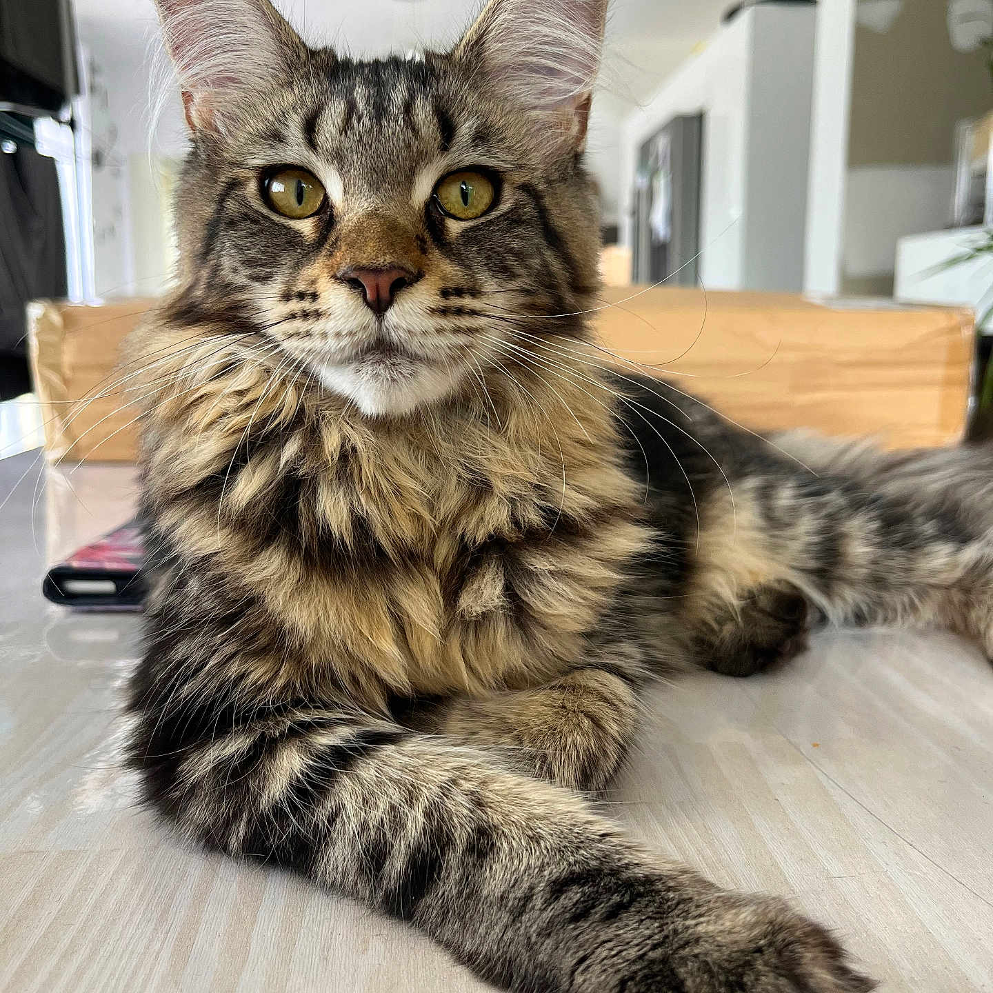 Audie participe au concours pour gagner de l'argent avec cette photo : animal, cat, close_up, cute, domestic, ears, eyes, feline, floor, fur, home, indoor, looking, mammal, paws, pet, portrait, relaxed, tabby, whiskers