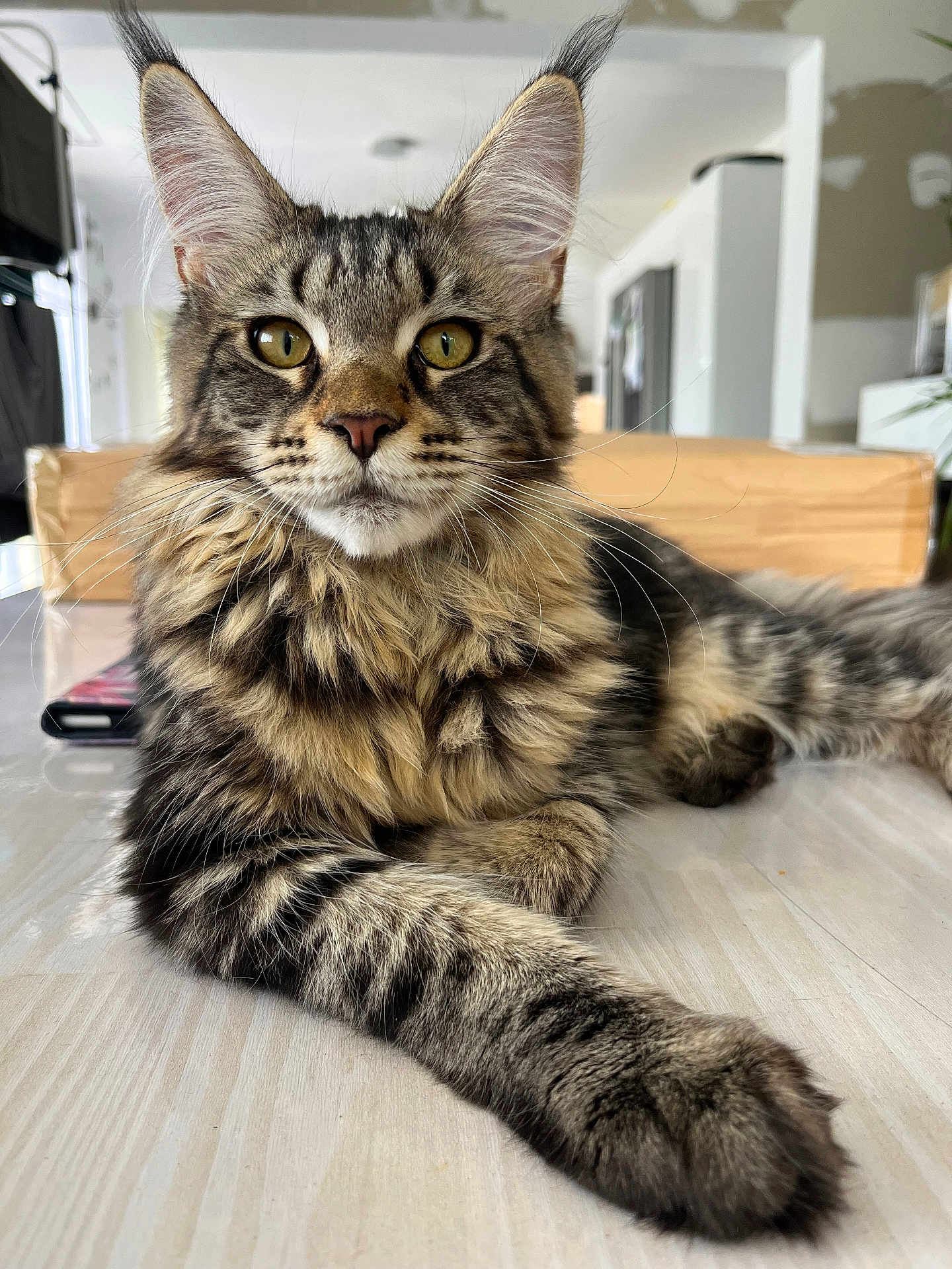 Audie participe au concours pour gagner de l'argent avec cette photo : cat, tabby, feline, pet, indoor, fur, whiskers, ears, eyes, paws, floor, relaxed, looking, animal, mammal, home, domestic, cute, portrait, close_up