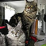 cat, cats, maine_coon, long_hair, fluffy, tabby, silver_tabby, brown_tabby, kitten, adult_cat, pet, animal, whiskers, pointed_ears, yellow_eyes, sitting, standing, indoors, home, portrait
