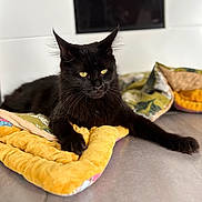 Zeus participe au concours pour gagner de l'argent avec cette photo : black_cat, cat, feline, pet, animal, lying_down, lounging, yellow_eyes, pointed_ears, long_hair, whiskers, blanket, colorful_blankets, cozy, indoors, home, furniture, portrait, close_up, relaxed