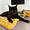 black_cat, cat, feline, pet, animal, lying_down, lounging, yellow_eyes, pointed_ears, long_hair, whiskers, blanket, colorful_blankets, cozy, indoors, home, furniture, portrait, close_up, relaxed