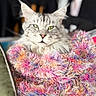 cat, tabby, silver_fur, green_eyes, whiskers, ears, nose, face, portrait, fluffy, long_hair, pet, animal, indoor, blanket, colorful, textile, couch, blurred_background, close_up