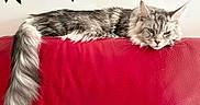 Zeus participe au concours pour gagner de l'argent avec cette photo : cat, maine_coon, longhaired, fluffy, gray_fur, striped_fur, green_eyes, whiskers, ears, tail, lying_down, relaxed, sleepy, red_couch, leather, indoor, wall_decor, bird_silhouette, leaf_decor, portrait
