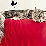 cat, maine_coon, longhaired, fluffy, gray_fur, striped_fur, green_eyes, whiskers, ears, tail, lying_down, relaxed, sleepy, red_couch, leather, indoor, wall_decor, bird_silhouette, leaf_decor, portrait