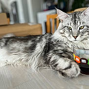 Zeus participe au concours pour gagner de l'argent avec cette photo : animal, beverage, cat, closeup, curious, domestic_animal, feline, fur, glass, household, indoor, laying_down, m&m, pet, portrait, relaxed, silver_tabby, tabby, table, whiskers