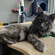 Ugo Boss participe au concours pour gagner de l'argent avec cette photo : animal, cat, cat_tree, cozy, curious, feline, floor, fur, gray_cat, home, indoor, lounging, mammal, natural_light, pet, relaxed, scratch_pad, whiskers, window, yellow_eyes