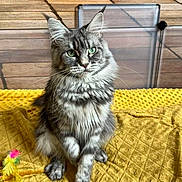 Ulyana a rejoint le concours — aidez-le/la à gagner de superbes lots ! animal, cat, cozy, cute, feather_toy, feline, fur, green_eyes, indoor, outdoor, paws, pet, playful, portrait, relaxed, sitting, tabby, whiskers, wooden_deck, yellow_blanket