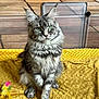 animal, cat, cozy, cute, feather_toy, feline, fur, green_eyes, indoor, outdoor, paws, pet, playful, portrait, relaxed, sitting, tabby, whiskers, wooden_deck, yellow_blanket