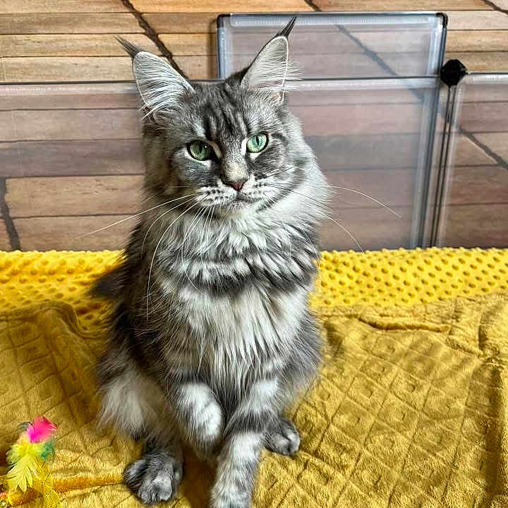 Ulyana