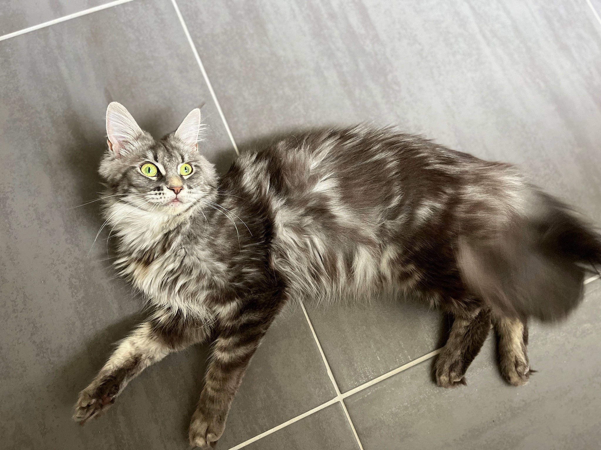 Ulyana a rejoint le concours — aidez-le/la à gagner de superbes lots ! carnivore, cat, cat_toy, claw, domestic_short_haired_cat, felidae, flooring, fur, grey, mammal, monochrome, monochrome_photography, paw, sitting, small_to_medium_sized_cats, tail, terrestrial_animal, vertebrate, whiskers