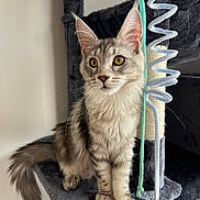 Ariel a rejoint le concours — aidez-le/la à gagner de superbes lots ! cat, tabby_cat, pet, indoor, cat_tree, plush, fur, whiskers, ears, tail, toy, pipe_cleaner, curious, animal, feline, closeup, sitting, soft_light, domestic_cat, grey