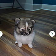 Destiny is registered to the contest to win money with this photo: kitten, cat, animal, fluffy, gray_fur, white_fur, folded_ears, blue_eyes, face, eyes, paws, sitting, indoor, wooden_floor, hardwood, home, hallway, portrait, cute, pet