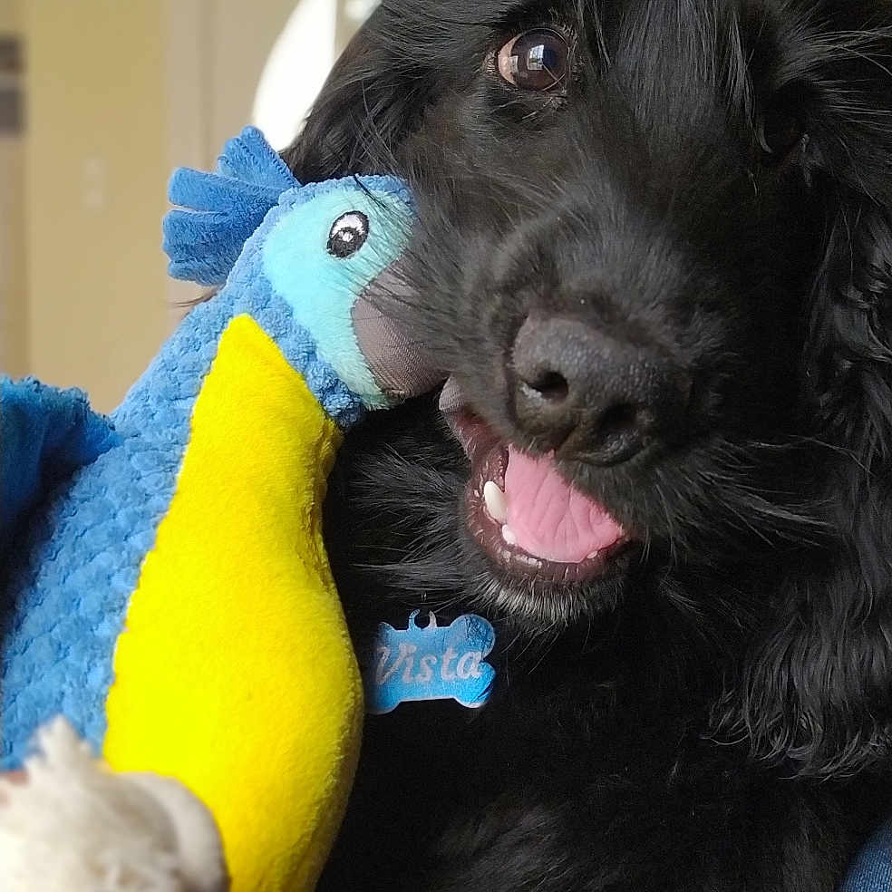 Vista participe au concours pour gagner de l'argent avec cette photo : animal, ball, beak, bird, canine, cockerspaniel, couch, dog, furniture, homedecor, hound, labradorretriever, newfoundland, parrot, pet, plush, puppy, sport, terrier, toy