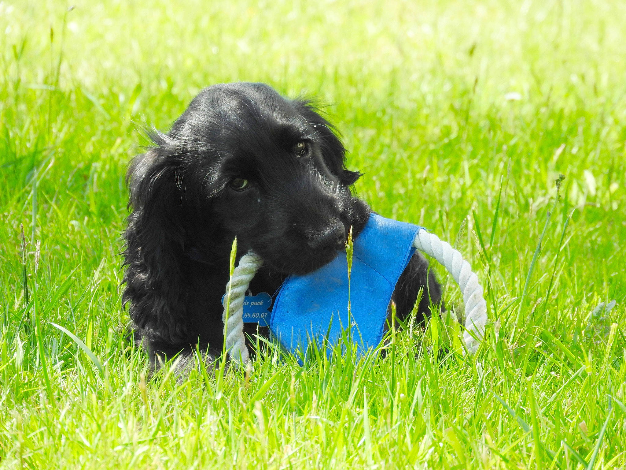Vista participe au concours pour gagner de l'argent avec cette photo : carnivore, companion_dog, dog, dog_breed, field, grass, grassland, happy, lawn, meadow, pasture, people_in_nature, plant, snout, sporting_group, terrier, toy, toy_dog, water_dog, working_animal