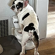 Roger joined the competition — help win amazing prizes! animal, black_and_white, companion, curious, dog, ears_up, flooring, french_bulldog, funny_pose, home, household, indoor, looking_back, mammal, pet, pet_mat, small_toilet, standing, toilet, wooden_floor
