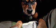 Vinnie is registered to the contest to win money with this photo: animal, bed, black, blanket, brown, cozy, cute, dark_background, dog, expression, face, fur, indoor, looking, paw, pet, portrait, puppy, white_paw, young