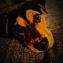 Vinnie joined the competition — help win amazing prizes! animal, black, brown, calm, close_up, companion, cozy, cute, dim_light, dog, ears, expression, face, indoor, looking_up, pet, portrait, resting, snout, texture