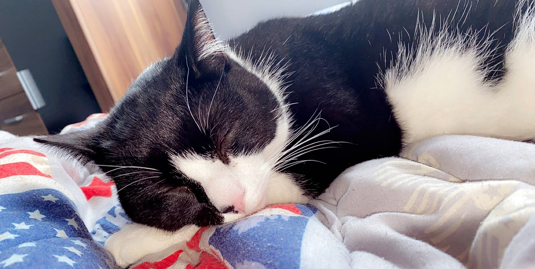 Noxy participe au concours pour gagner de l'argent avec cette photo : american_wirehair, black_and_white, black_cat, carnivore, cat, comfort, domestic_short_haired_cat, felidae, fur, kitten, nap, paw, polydactyl_cat, sky, sleep, small_to_medium_sized_cats, snout, whiskers