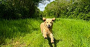 Soka a rejoint le concours — aidez-le/la à gagner de superbes lots ! animal, blue_sky, canine, clouds, daylight, dog, field, golden_retriever, grass, greenery, happy, meadow, nature, outdoor, pet, playful, running, summer, sunny, trees