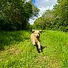 animal, blue_sky, canine, clouds, daylight, dog, field, golden_retriever, grass, greenery, happy, meadow, nature, outdoor, pet, playful, running, summer, sunny, trees