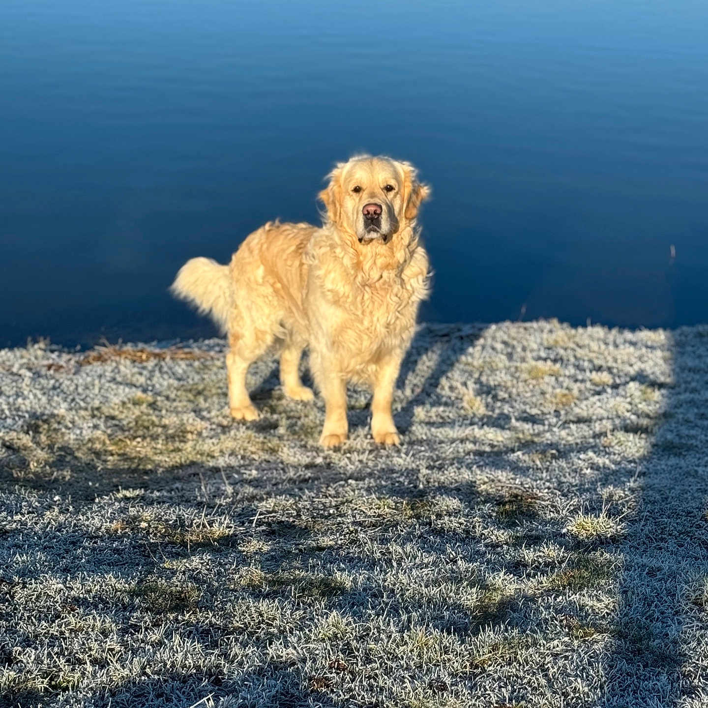 Soka participe au concours pour gagner de l'argent avec cette photo : animal, canine, cold, dog, frost, fur, golden_retriever, grass, lake, landscape, mammal, morning, nature, outdoor, pet, serene, standing, sunlight, water, winter