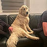 Soka participe au concours pour gagner de l'argent avec cette photo : animal, blind, companion, couch, cozy, dog, floor, fur, golden_retriever, hand, human_pose, indoor, leather, person, pet, relaxed, sitting, tail, tile, window