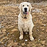 animal, canine, collar, cute, dog, field, friendly, fur, golden_retriever, grass, happy, heart_emoji, nature, outdoor, pet, playful, rocks, sitting, tongue, tongue_out