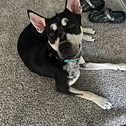 Ocean joined the competition — help win amazing prizes! dog, black_and_white, carpet, indoor, pet, curious, ears_up, collar, shoes, floor, lying_down, animal, canine, fur, paw, looking_up, domestic, companion, home, resting