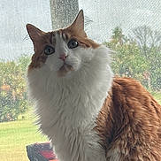 Boo Boo joined the competition — help win amazing prizes! cat, orange_cat, white_cat, fluffy_fur, indoor, window, mesh_screen, curious, pet, animal, sitting, close_up, daylight, nature_background, domestic_cat, looking_up, feline, whiskers, ears, paws