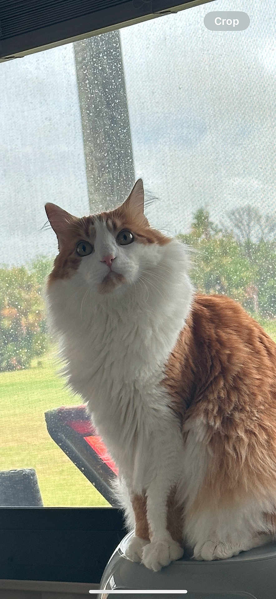 Boo Boo joined the competition — help win amazing prizes! cat, orange_cat, white_cat, fluffy_fur, indoor, window, mesh_screen, curious, pet, animal, sitting, close_up, daylight, nature_background, domestic_cat, looking_up, feline, whiskers, ears, paws