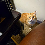 T J joined the competition — help win amazing prizes! animal, brown, carpet, cat, close_up, corner, curious, domestic, ears, floor, furniture, household, indoor, looking_up, orange_tabby, paws, pet, wall, whiskers, white