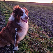 Urion participe au concours pour gagner de l'argent avec cette photo : dog, outdoor, sunset, grass, field, leash, path, happy, canine, nature, pet, fur, sky, animal, walking, landscape, brown, white, tongue, ears