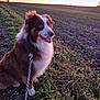 dog, outdoor, sunset, grass, field, leash, path, happy, canine, nature, pet, fur, sky, animal, walking, landscape, brown, white, tongue, ears