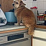 dog, kitchen, counter, appliance, spices, tile, brown_fur, pet, domestic, indoor, looking_back, furry, small_dog, household, food_storage, container, cutting_board, dishwasher, home, curious