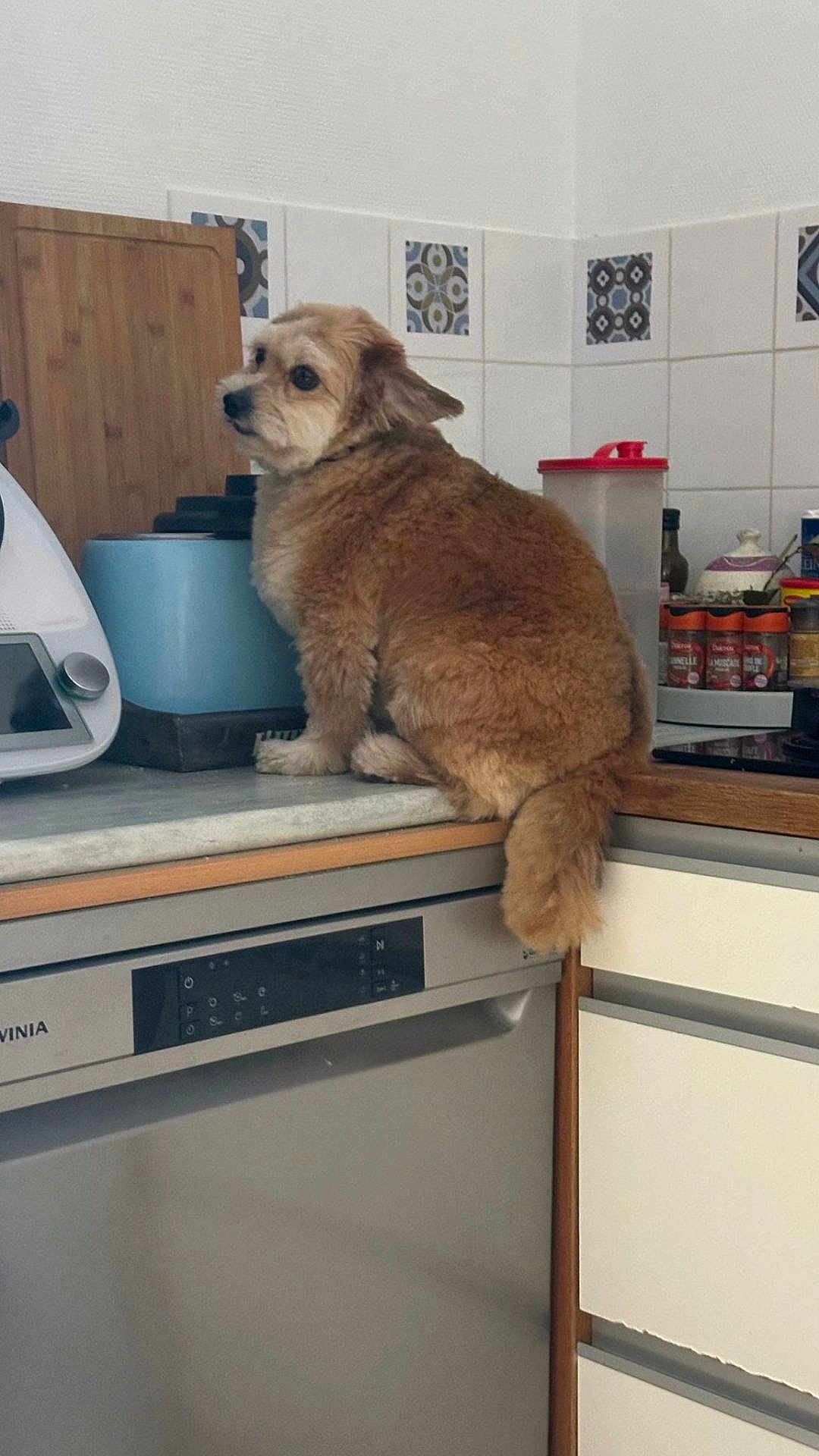 Ruby participe au concours pour gagner de l'argent avec cette photo : dog, kitchen, counter, appliance, spices, tile, brown_fur, pet, domestic, indoor, looking_back, furry, small_dog, household, food_storage, container, cutting_board, dishwasher, home, curious