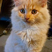 Roubouille a rejoint le concours — aidez-le/la à gagner de superbes lots ! kitten, cat, orange_cat, fluffy, pet, animal, cute, indoor, young_cat, feline, whiskers, ears, sitting, fur, closeup, domestic_cat, curious, soft, portrait, eyes