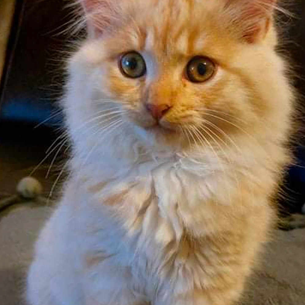Roubouille a rejoint le concours — aidez-le/la à gagner de superbes lots ! animal, cat, closeup, curious, cute, domestic_cat, ears, eyes, feline, fluffy, fur, indoor, kitten, orange_cat, pet, portrait, sitting, soft, whiskers, young_cat