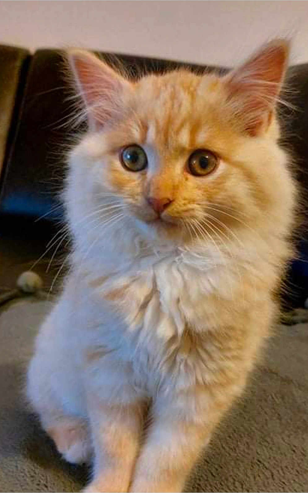 Roubouille a rejoint le concours — aidez-le/la à gagner de superbes lots ! kitten, cat, orange_cat, fluffy, pet, animal, cute, indoor, young_cat, feline, whiskers, ears, sitting, fur, closeup, domestic_cat, curious, soft, portrait, eyes