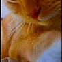 cat, orange_cat, close_up, fur, whiskers, paw, pet, animal, cute, feline, soft_focus, texture, cozy, indoor, domestic_animal, mammal, face, eye, nose, closeup