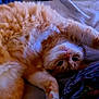 Roubouille participe au concours pour gagner de l'argent avec cette photo : cat, orange_cat, fluffy, lying_down, upside_down, paws, whiskers, bed, blanket, cozy, indoor, pet, fur, relaxing, cute, animal, mammal, domestic_cat, sleepy, resting