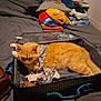 Roubouille participe au concours pour gagner de l'argent avec cette photo : cat, orange_cat, suitcase, clothes, bed, folded_clothes, indoor, pet, animal, feline, fur, lying_down, fabric, textile, handle, casual, domestic, cozy, resting, curious