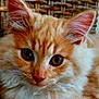 cat, kitten, orange_cat, white_fur, fluffy, close_up, pet, animal, whiskers, ears, face, cute, feline, domestic_cat, portrait, young_cat, wicker_background, indoor, fur, eyes