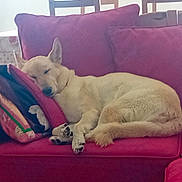 Opale participe au concours pour gagner de l'argent avec cette photo : dog, sleeping, couch, pillow, indoor, pet, resting, furniture, living_room, canine, relaxing, home, domestic_animal, cozy, red_couch, comfortable, animal, nap, fur, ears