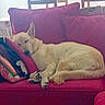 dog, sleeping, couch, pillow, indoor, pet, resting, furniture, living_room, canine, relaxing, home, domestic_animal, cozy, red_couch, comfortable, animal, nap, fur, ears
