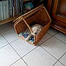 Opale a rejoint le concours — aidez-le/la à gagner de superbes lots ! floor, flooring, furniture, hardwood, product, small_to_medium_sized_cats, table, wicker, wood, wood_stain